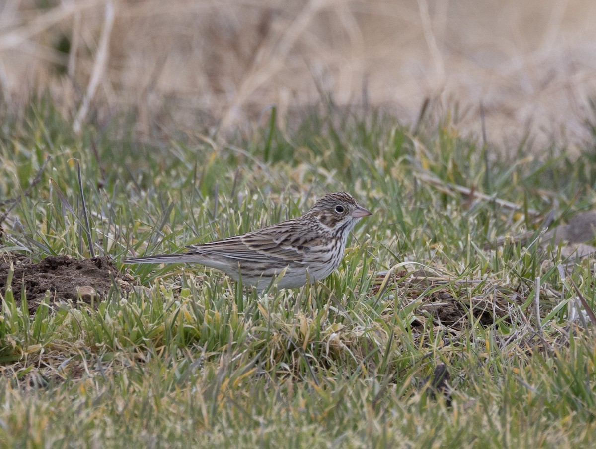 Vesper Sparrow - ML629777410