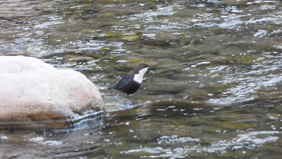 White-throated Dipper - ML629777411