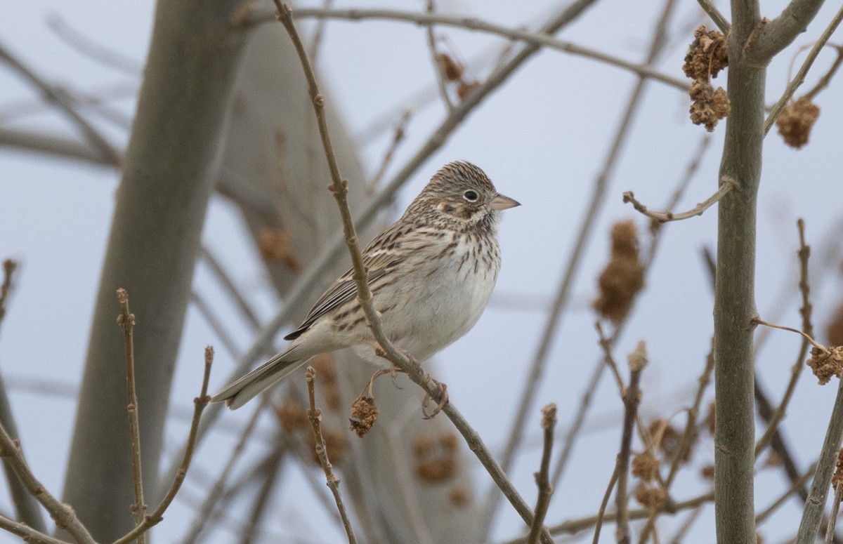 Vesper Sparrow - ML629777424