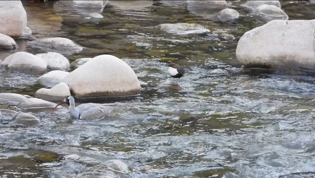 White-throated Dipper - ML629777440