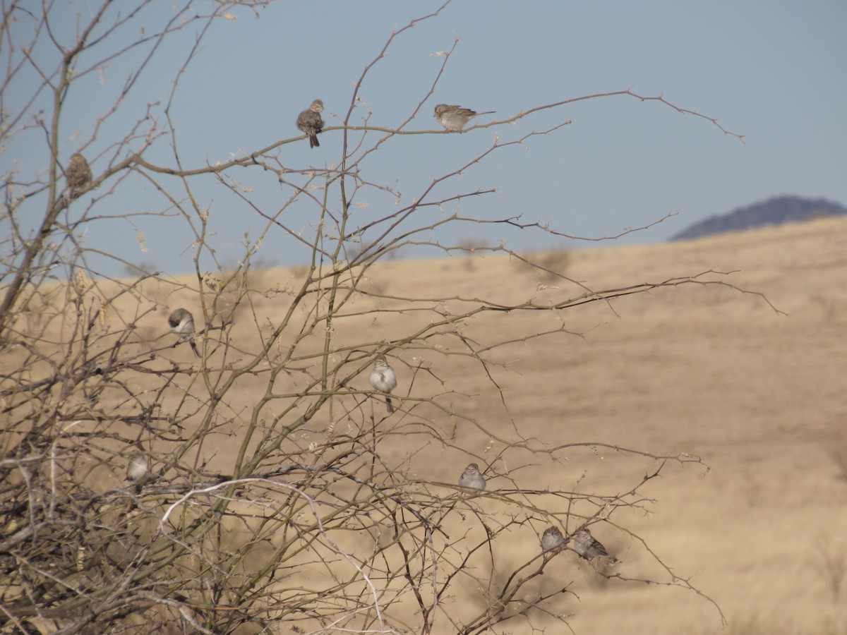 Brewer's Sparrow - ML629777465