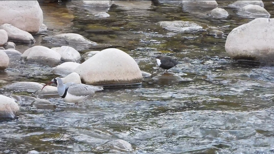 Ibisbill - ML629777480