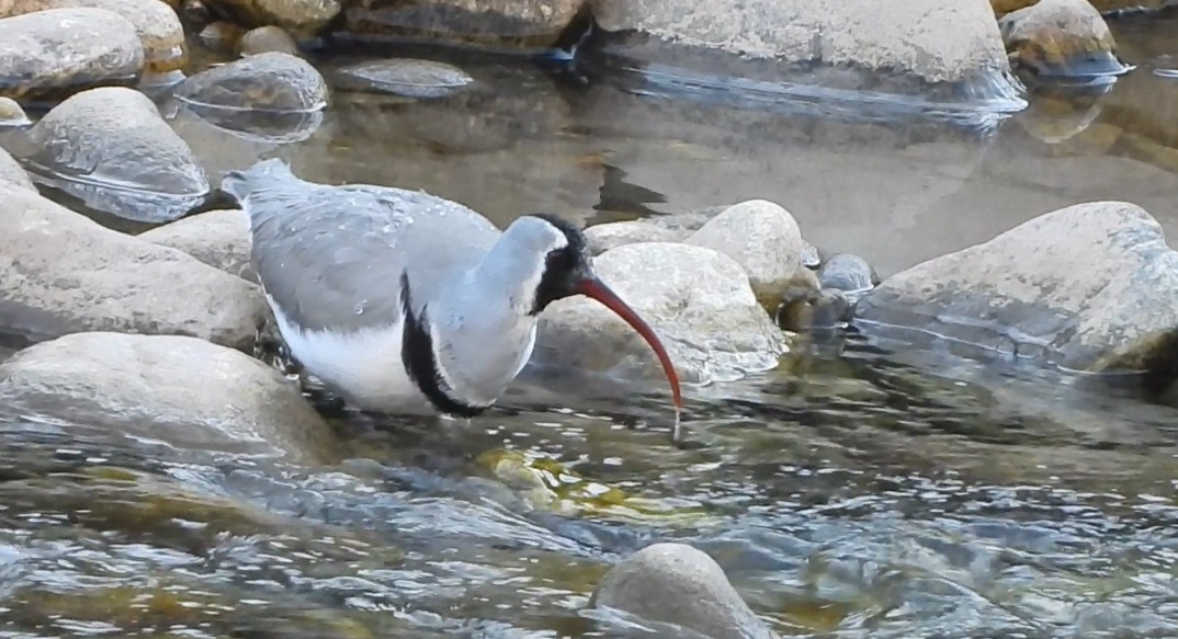 Ibisbill - ML629777482