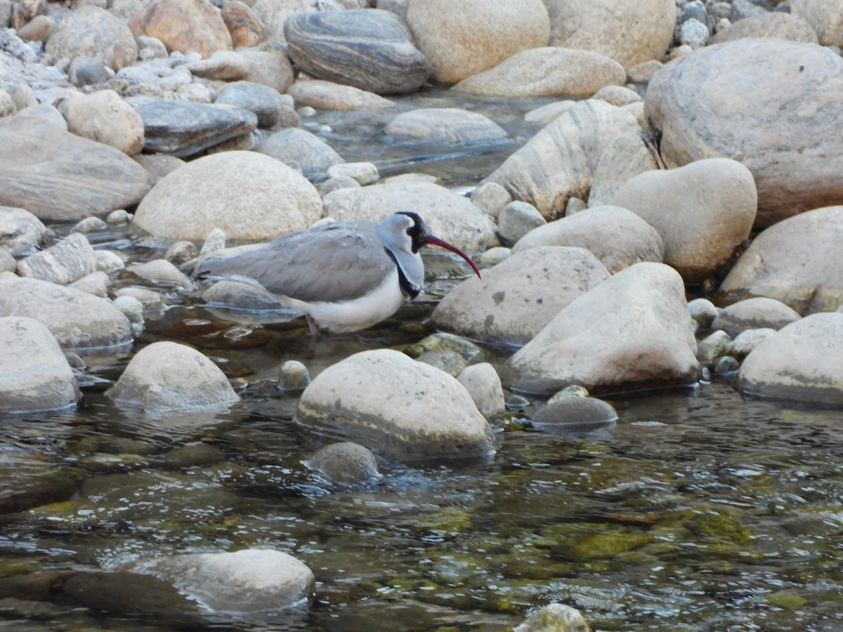 Ibisbill - ML629777488