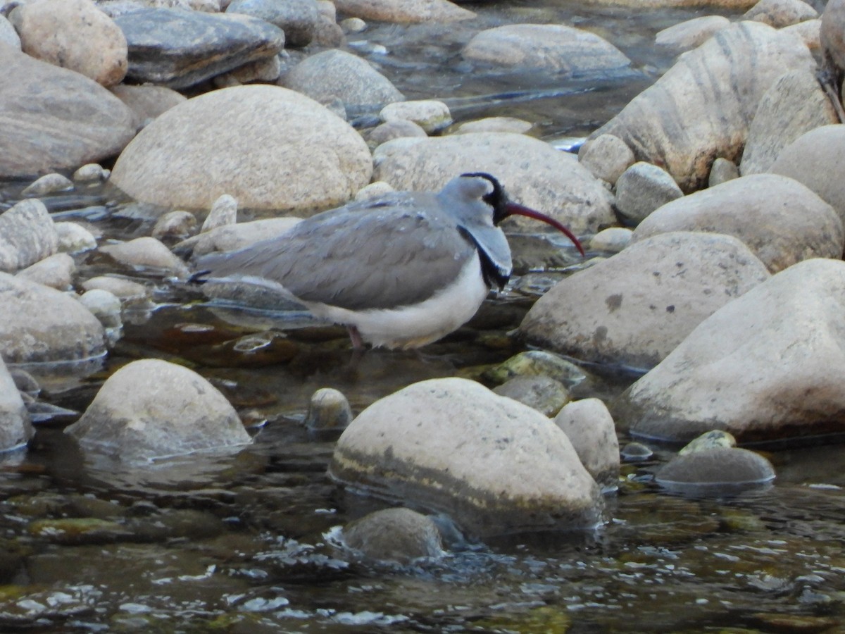 Ibisbill - ML629777489