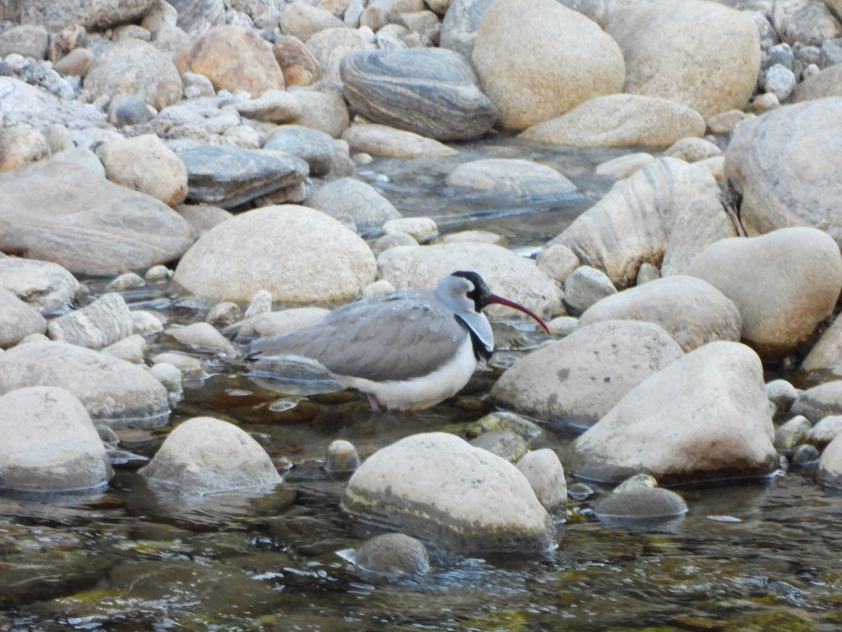 Ibisbill - ML629777490