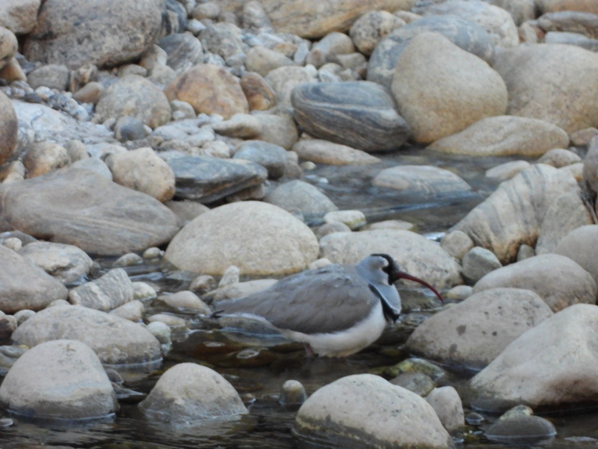 Ibisbill - ML629777492