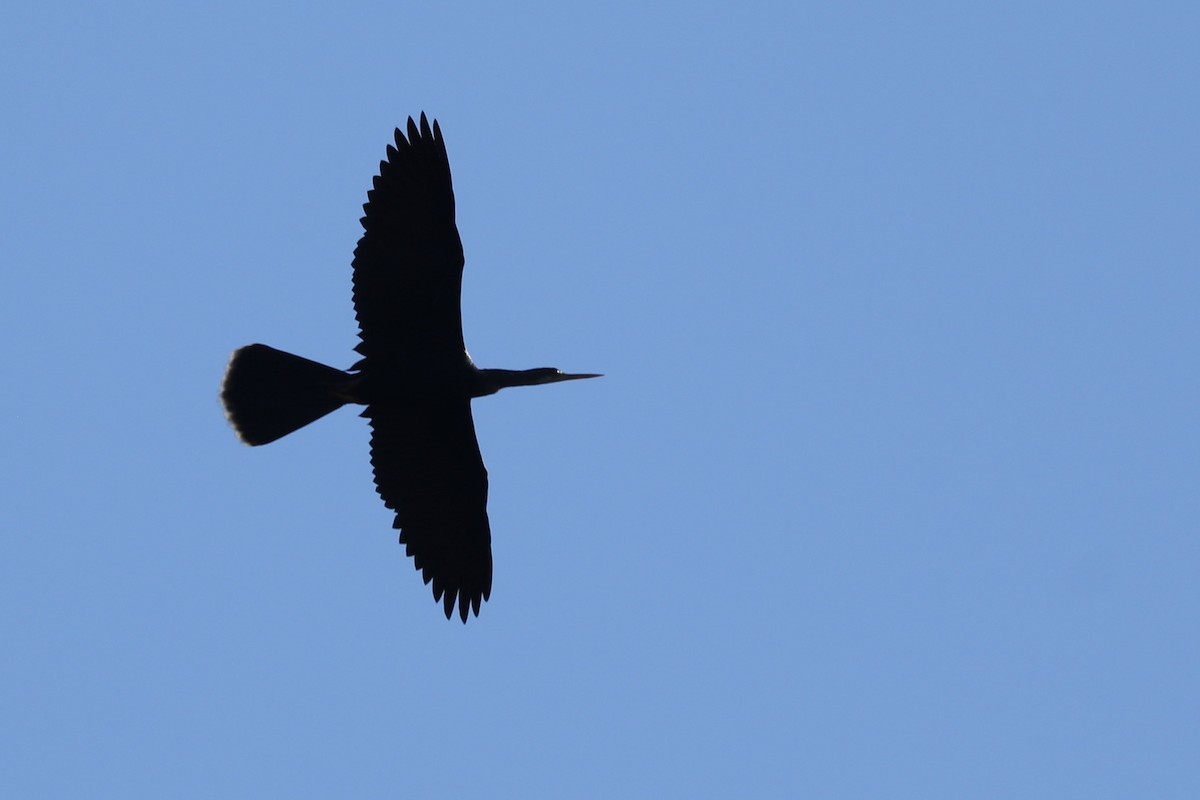Anhinga d'Amérique - ML629777528