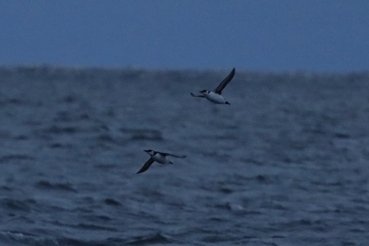 Guillemot marmette - ML629777590