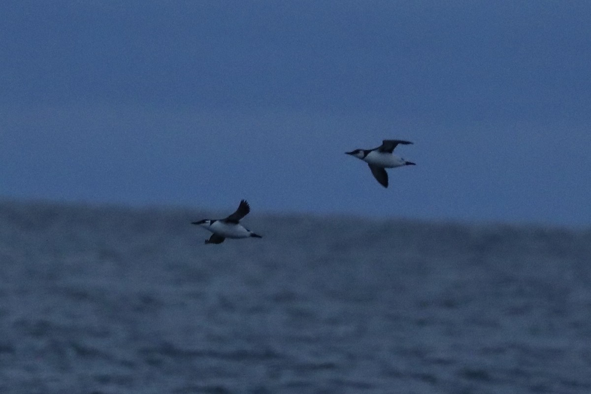 Guillemot marmette - ML629777597
