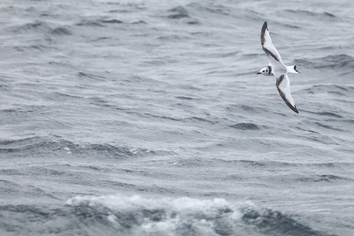 Mouette tridactyle - ML629777664