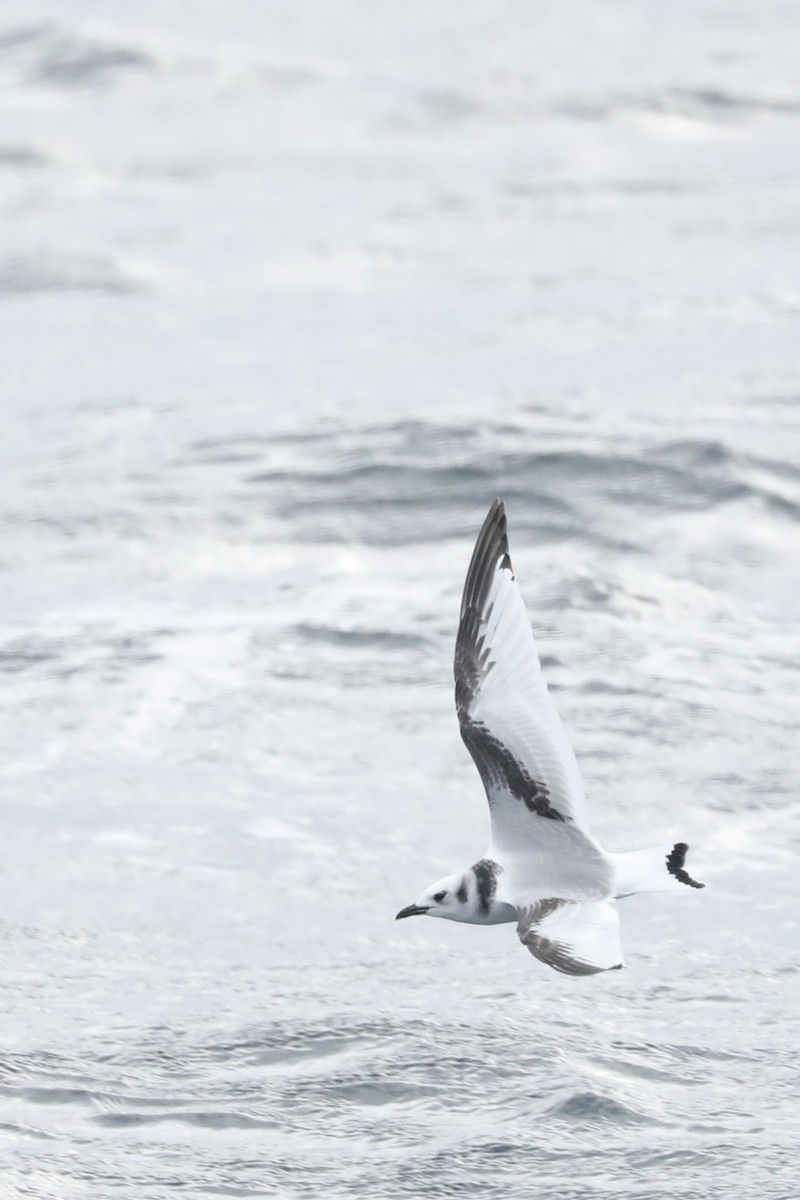 Mouette tridactyle - ML629777668