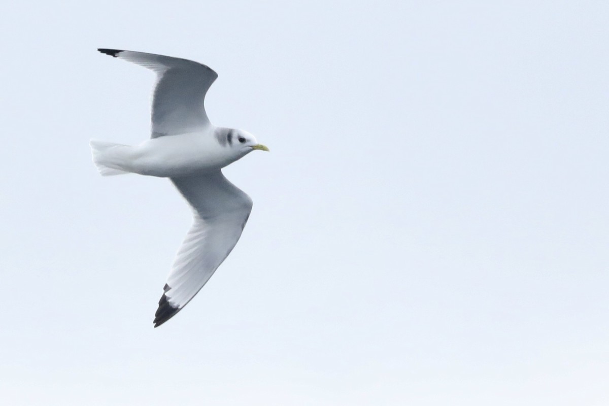 Mouette tridactyle - ML629777675