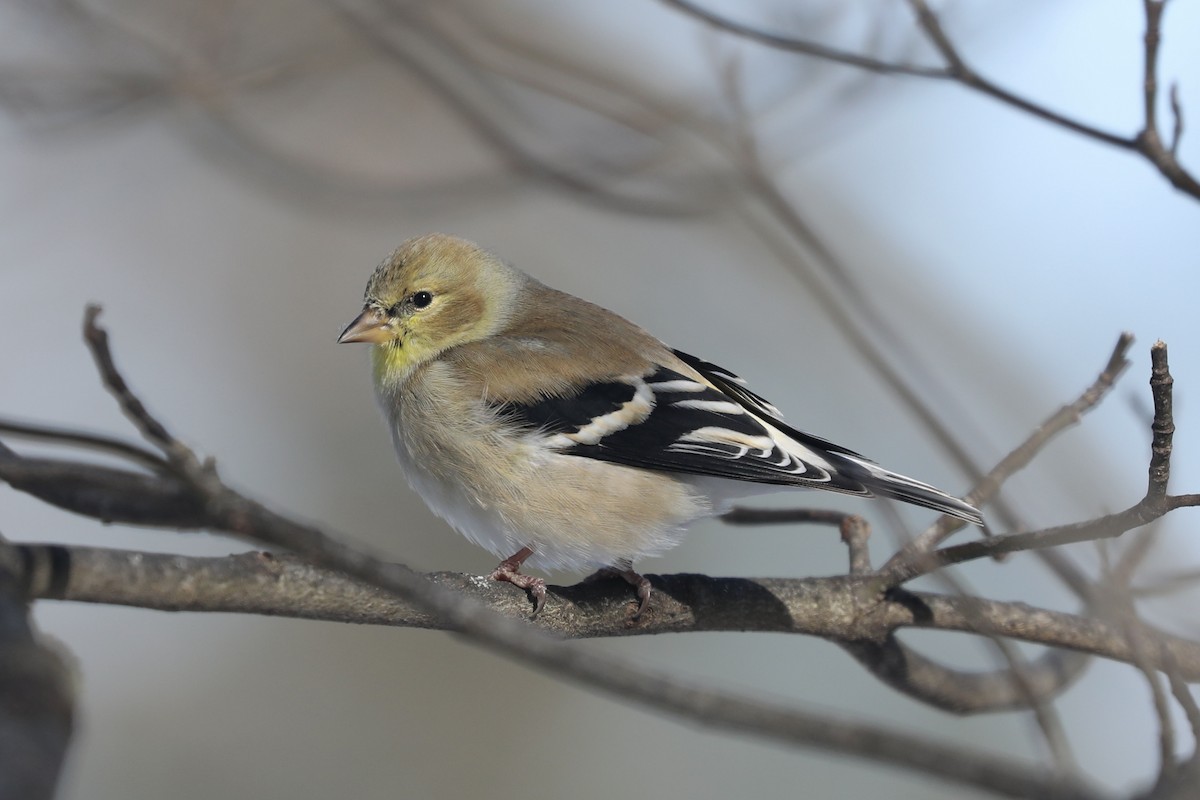 Chardonneret jaune - ML629777829