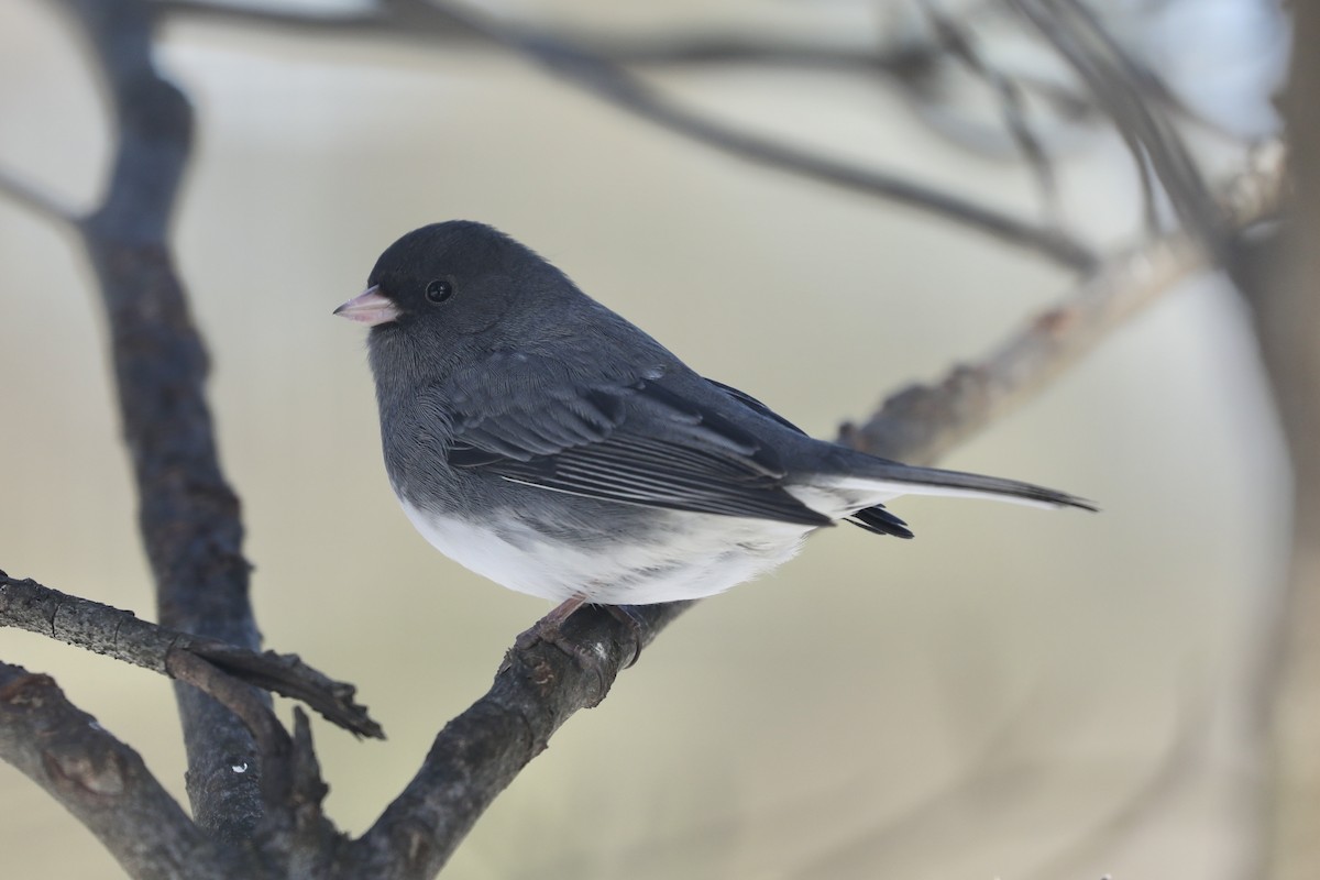 Junco ardoisé - ML629777866