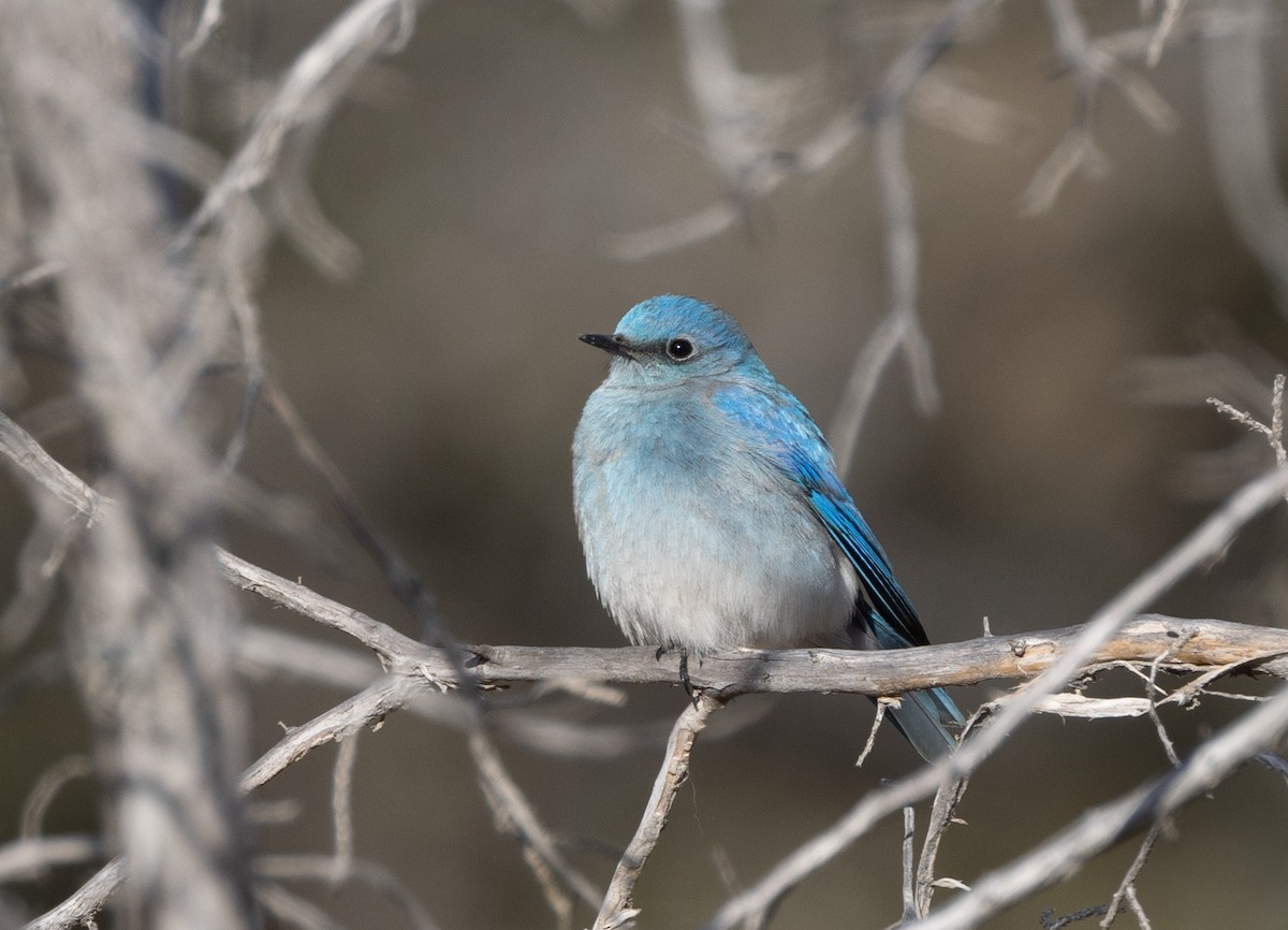 Mountain Bluebird - John Callender