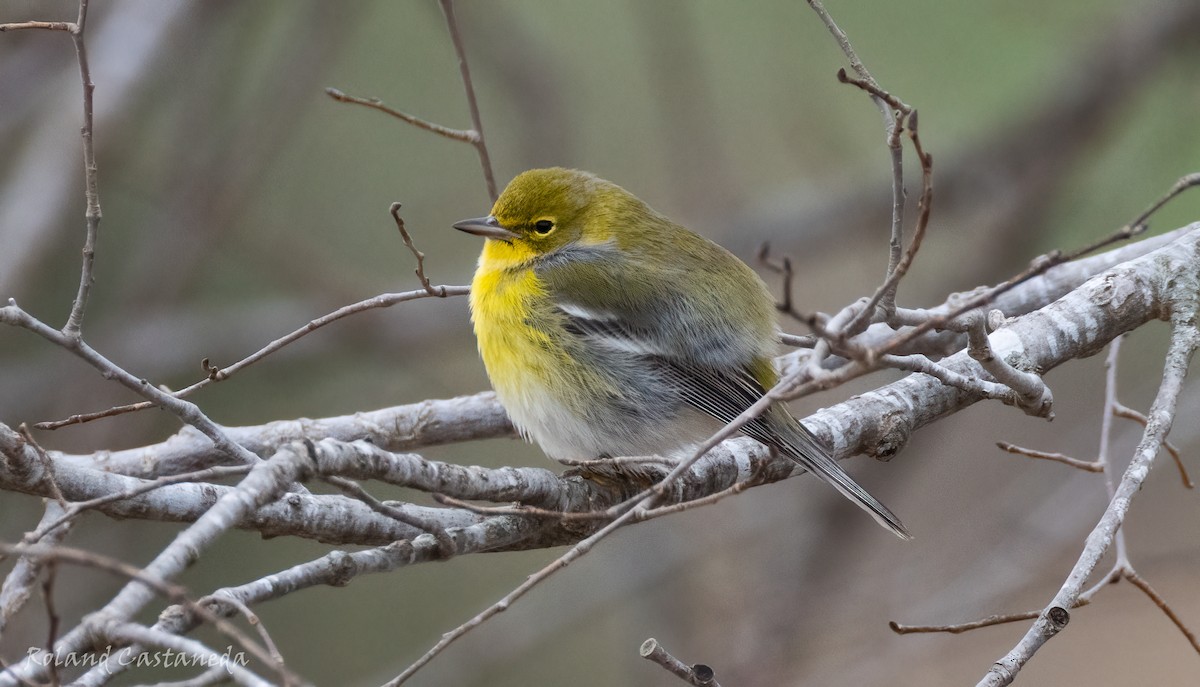 Pine Warbler - ML629777922