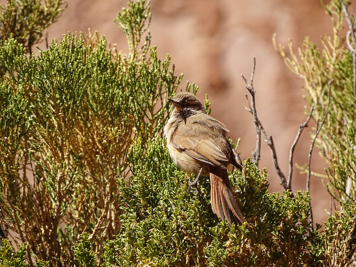 Cordilleran Canastero - ML629777948