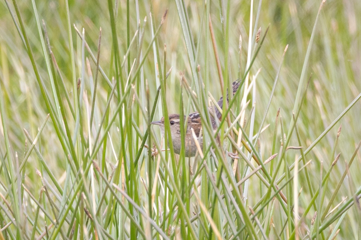 Cucarachero Pantanero - ML629778089
