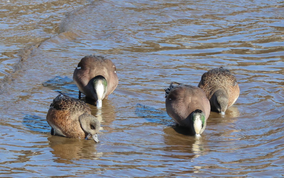 American Wigeon - ML629778236