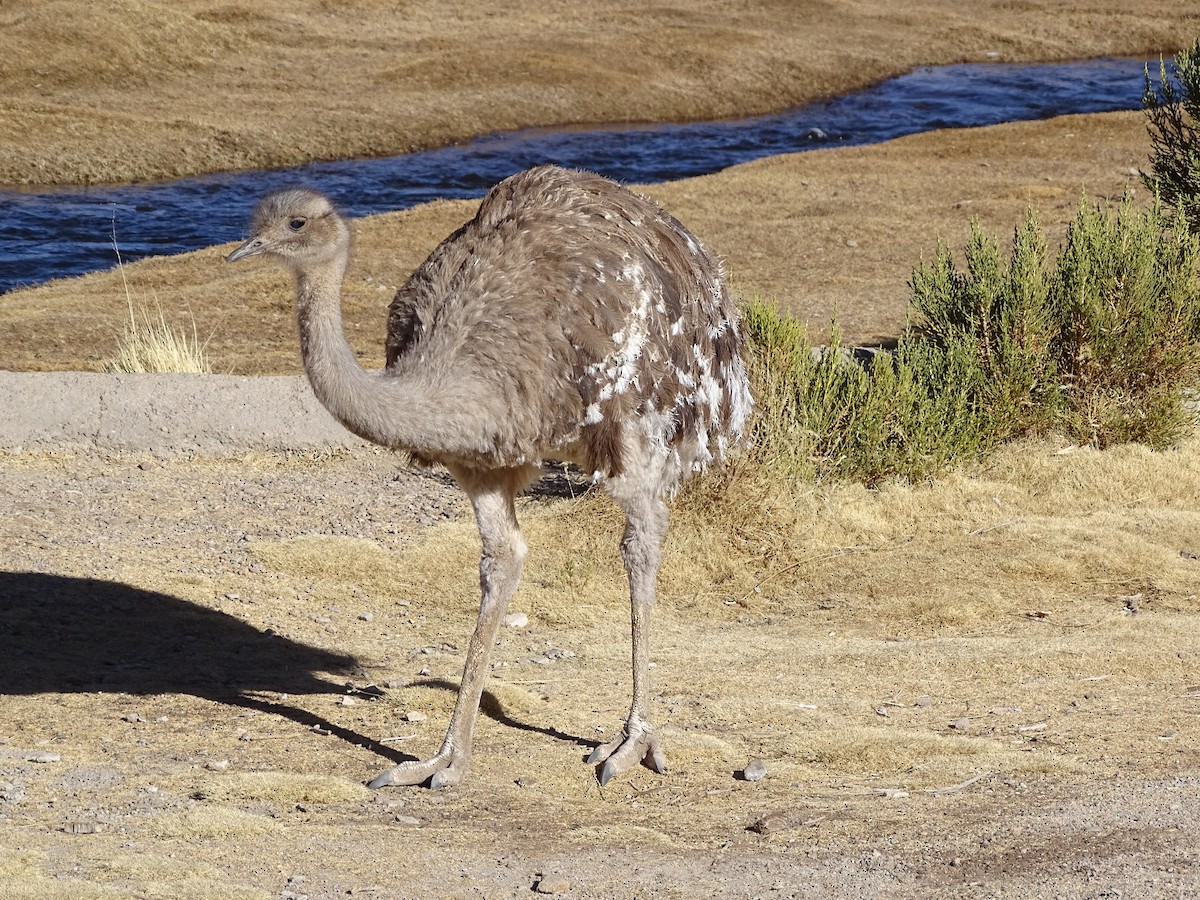 Lesser Rhea - ML629778283