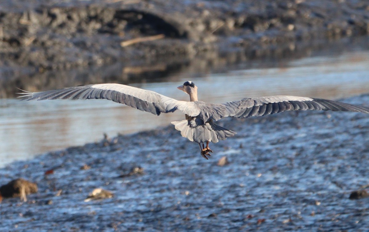 Great Blue Heron - ML629778342