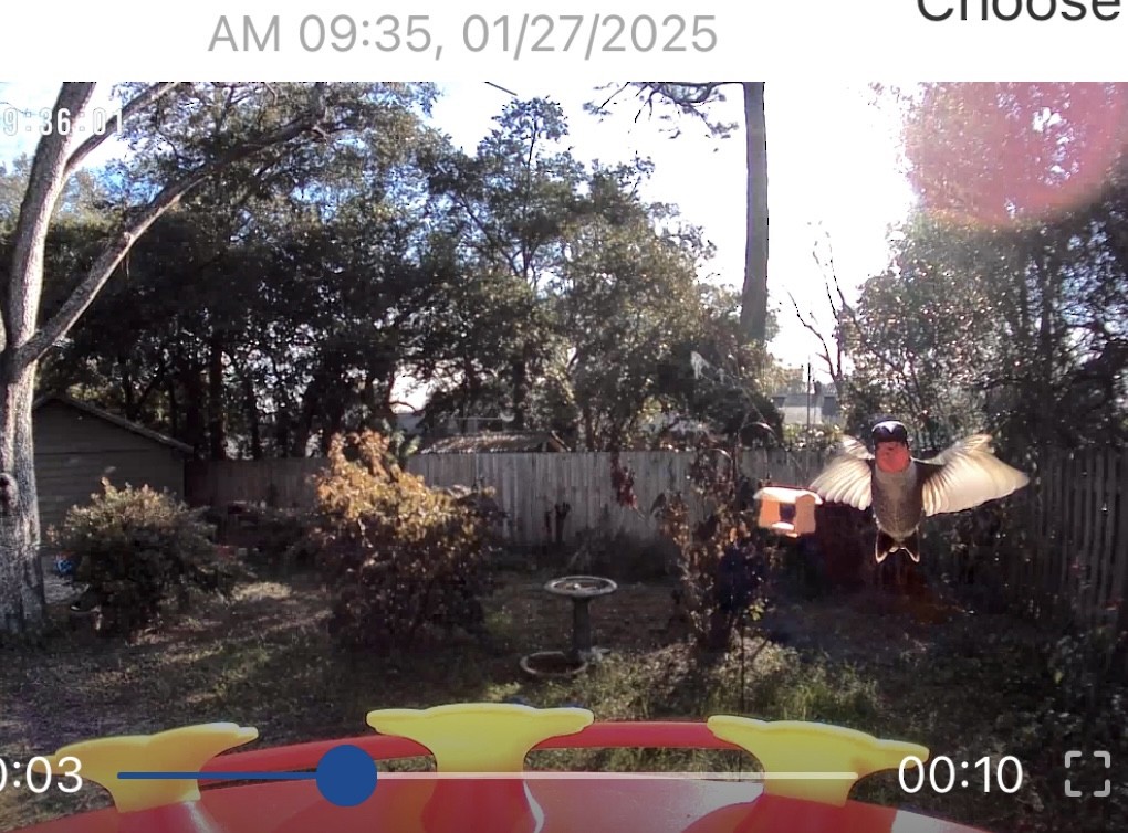 Ruby-throated Hummingbird - ML629778388