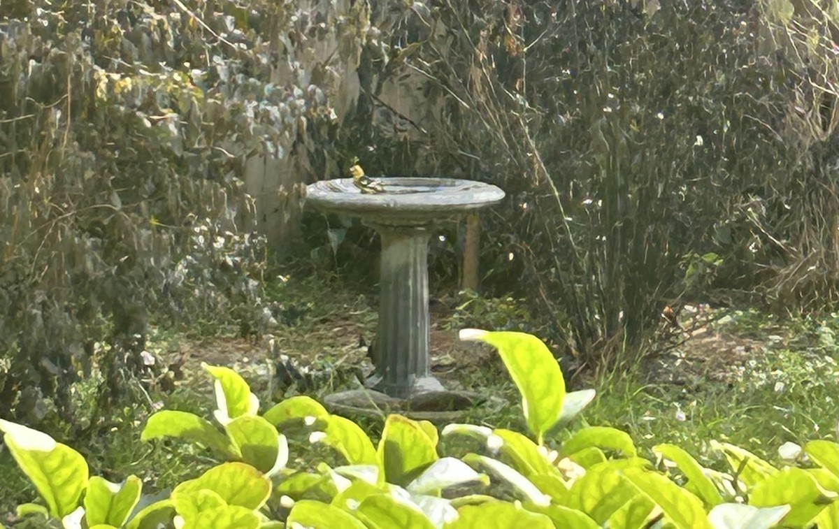 Western Tanager - ML629778397