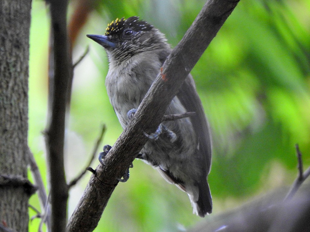Grayish Piculet - ML629778514