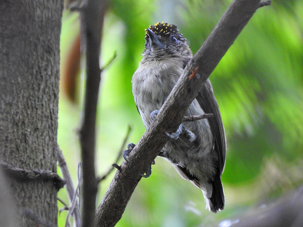 Grayish Piculet - ML629778515