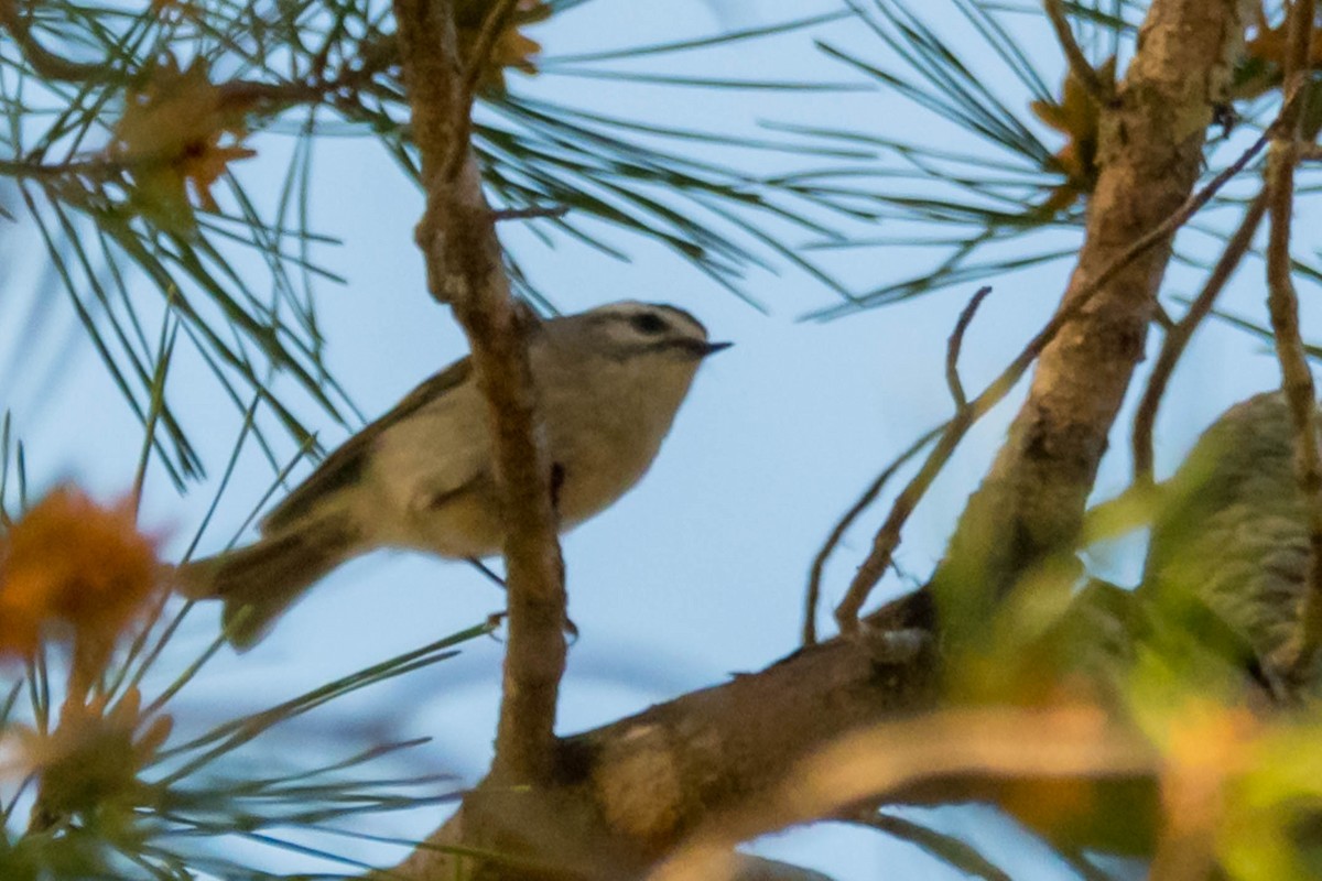 Golden-crowned Kinglet - ML629778624