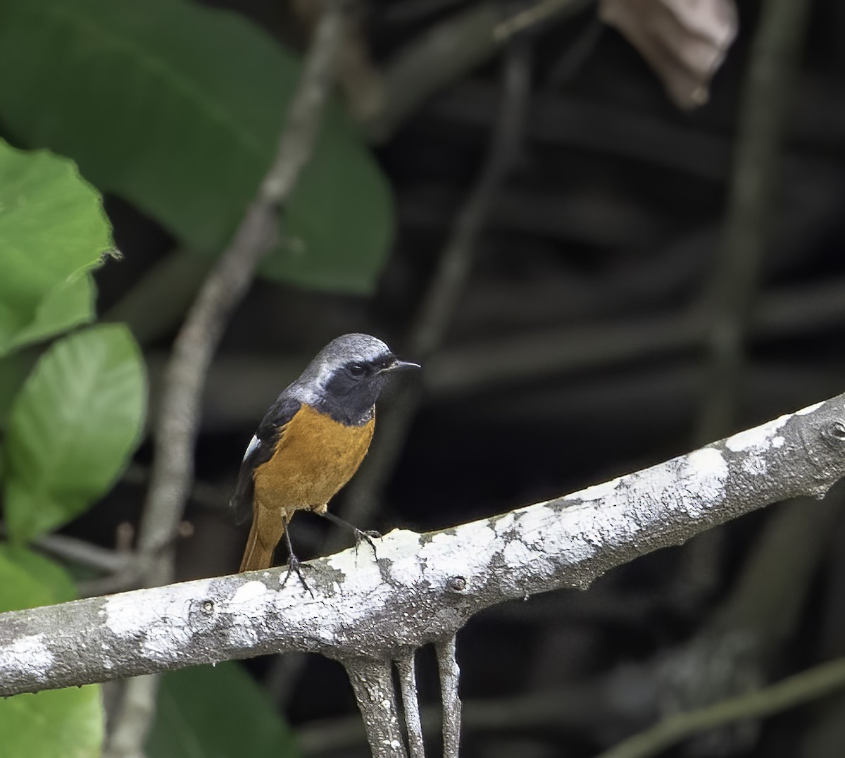 Daurian Redstart - ML629778721