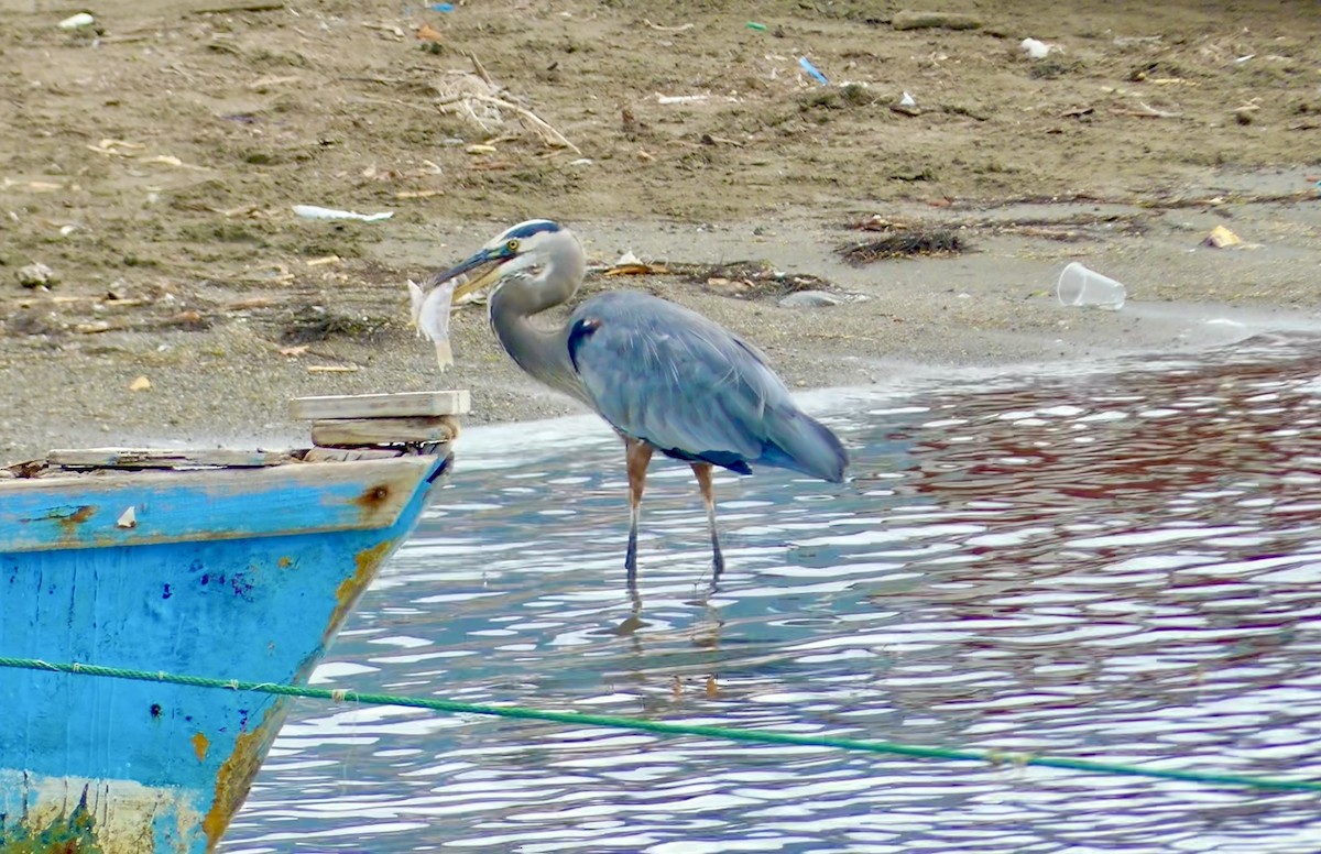 Чапля північна - ML629778734