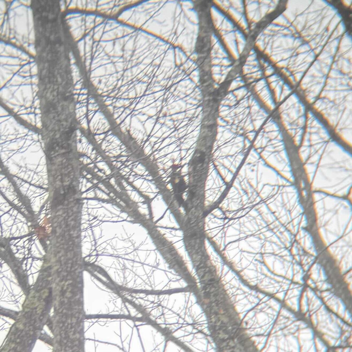 Pileated Woodpecker - ML629778785