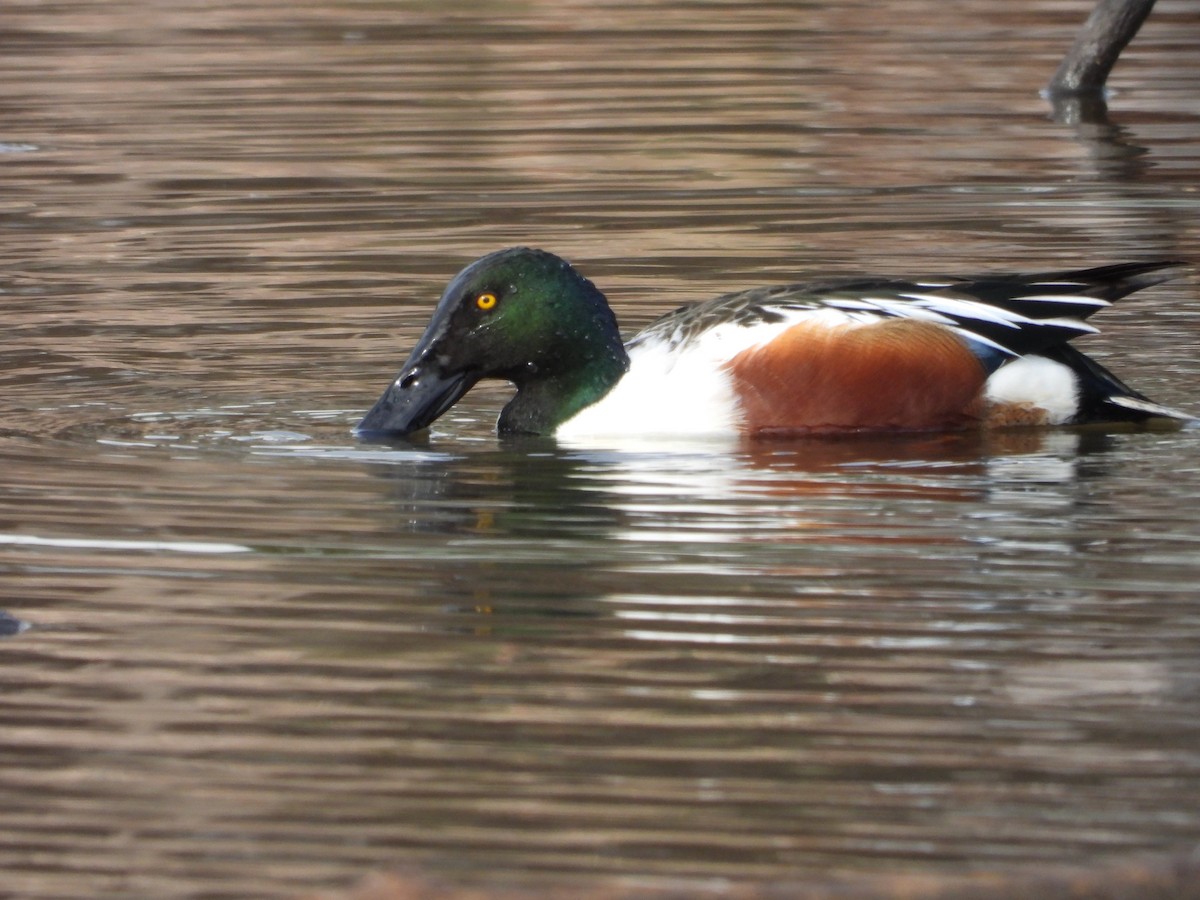 Northern Shoveler - ML629778799