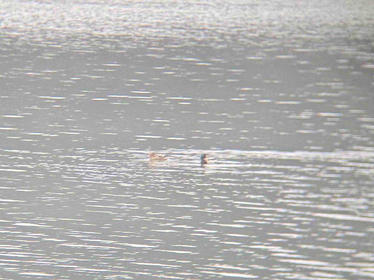 Mallard - ML629778806