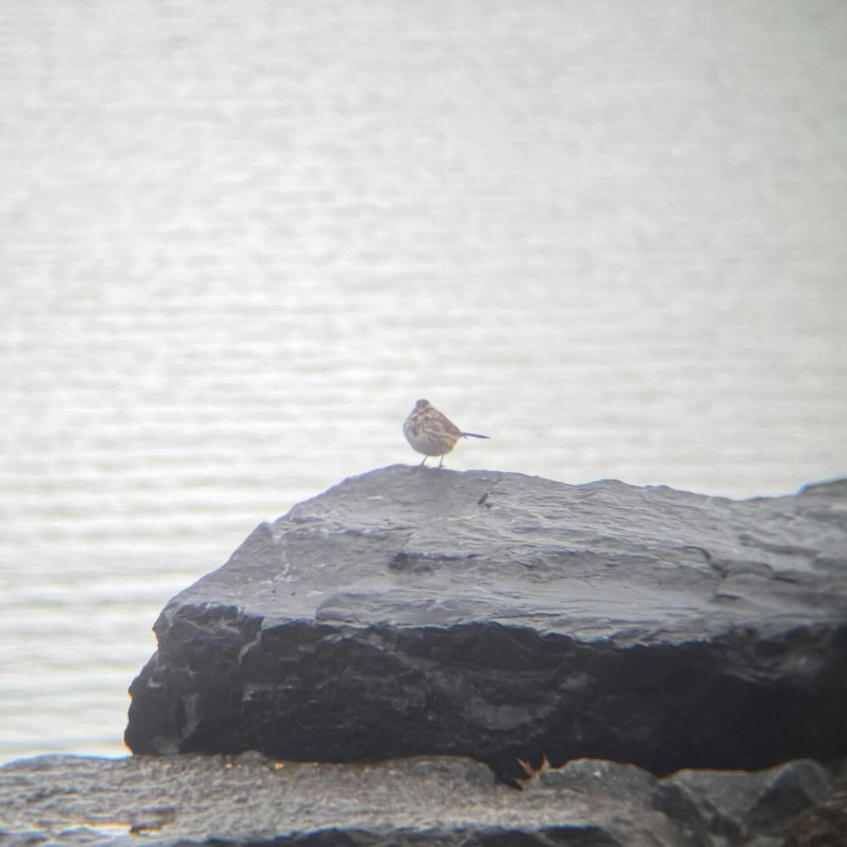 Song Sparrow - ML629778816