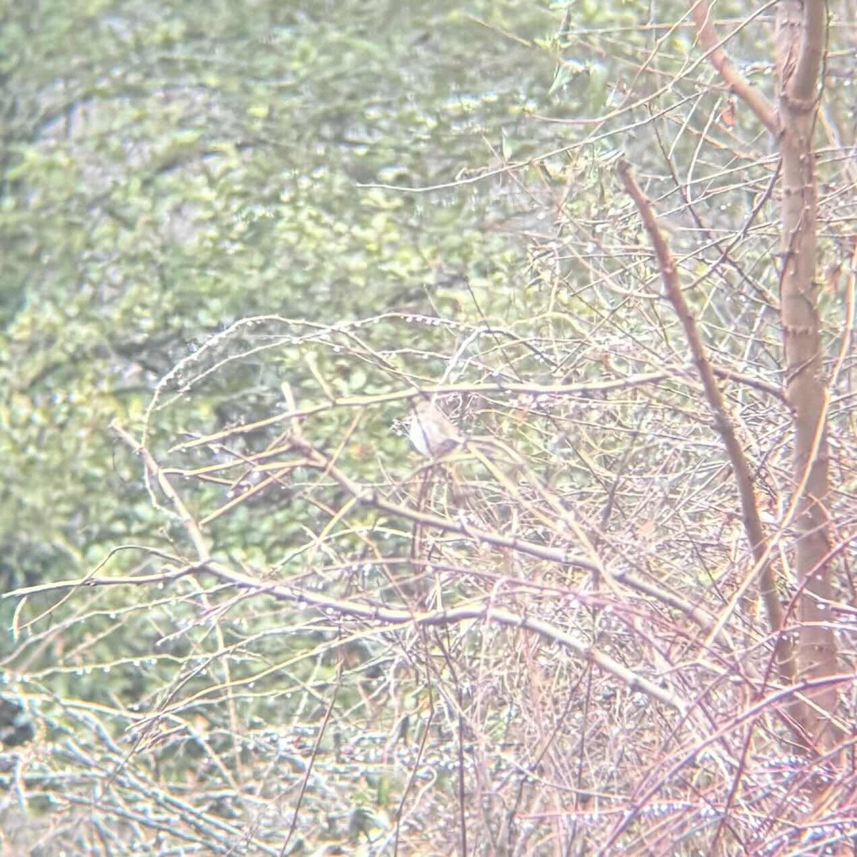 Song Sparrow - ML629778817