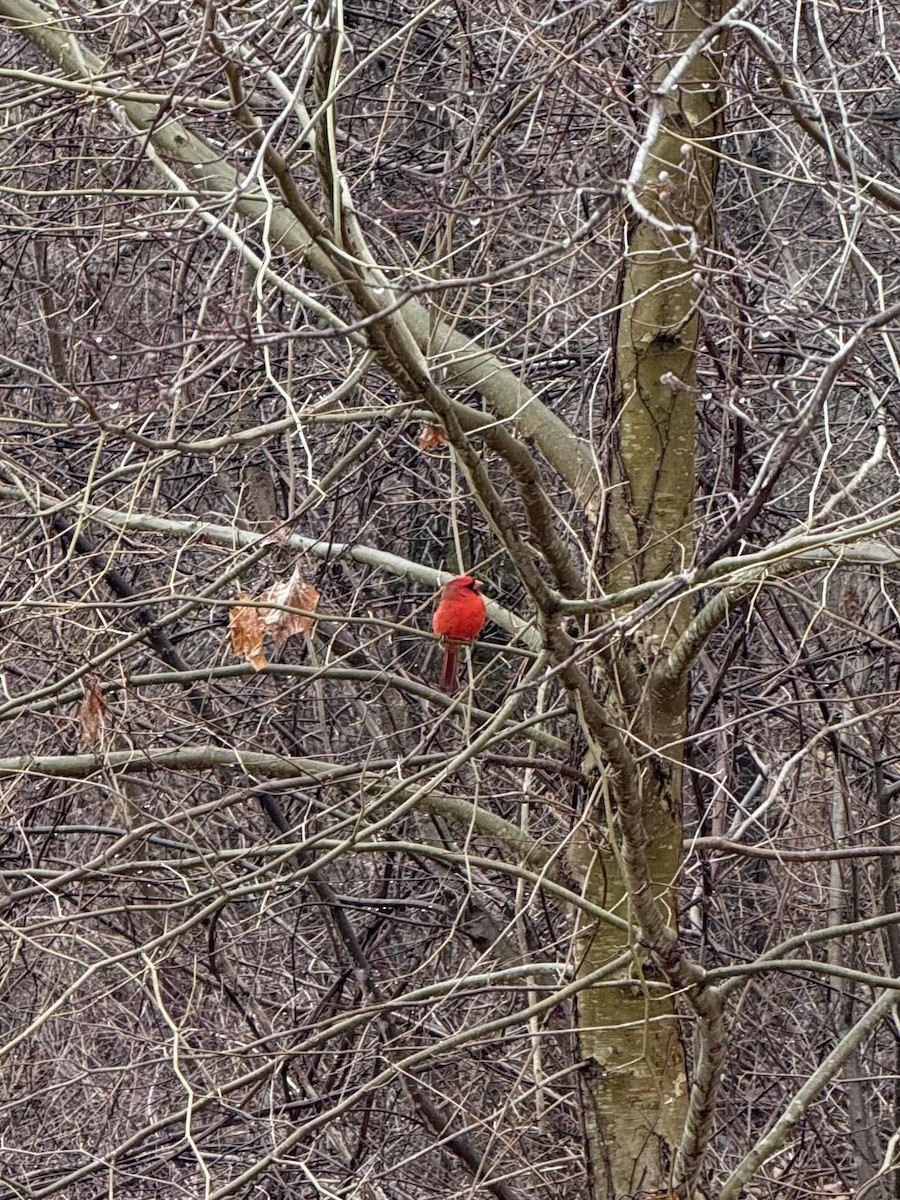 Northern Cardinal - ML629778821