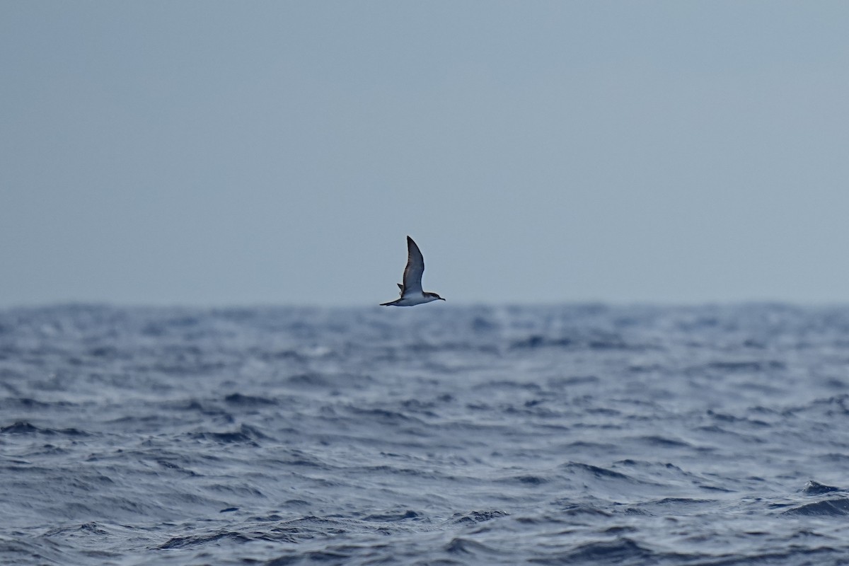 Buller's Shearwater - ML629778851