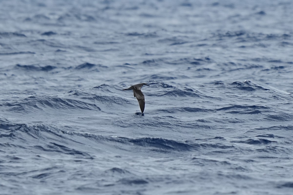 Buller's Shearwater - ML629778852