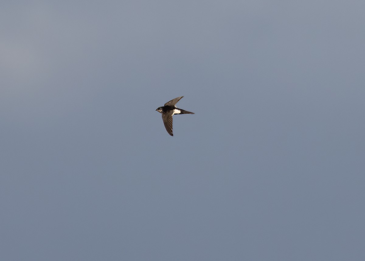 White-throated Swift - ML629779093