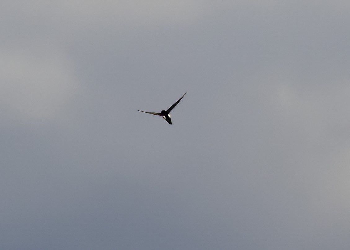 White-throated Swift - ML629779094