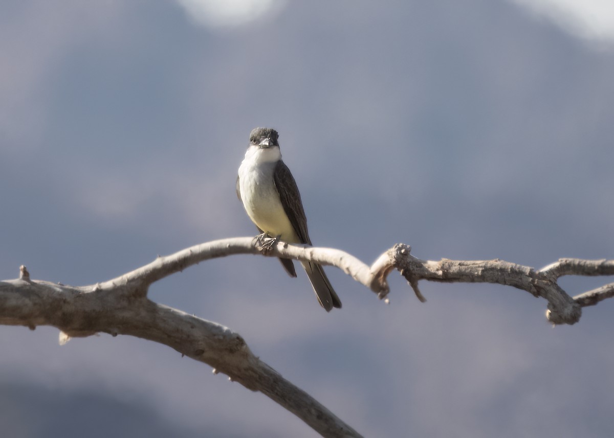 Thick-billed Kingbird - ML629779199