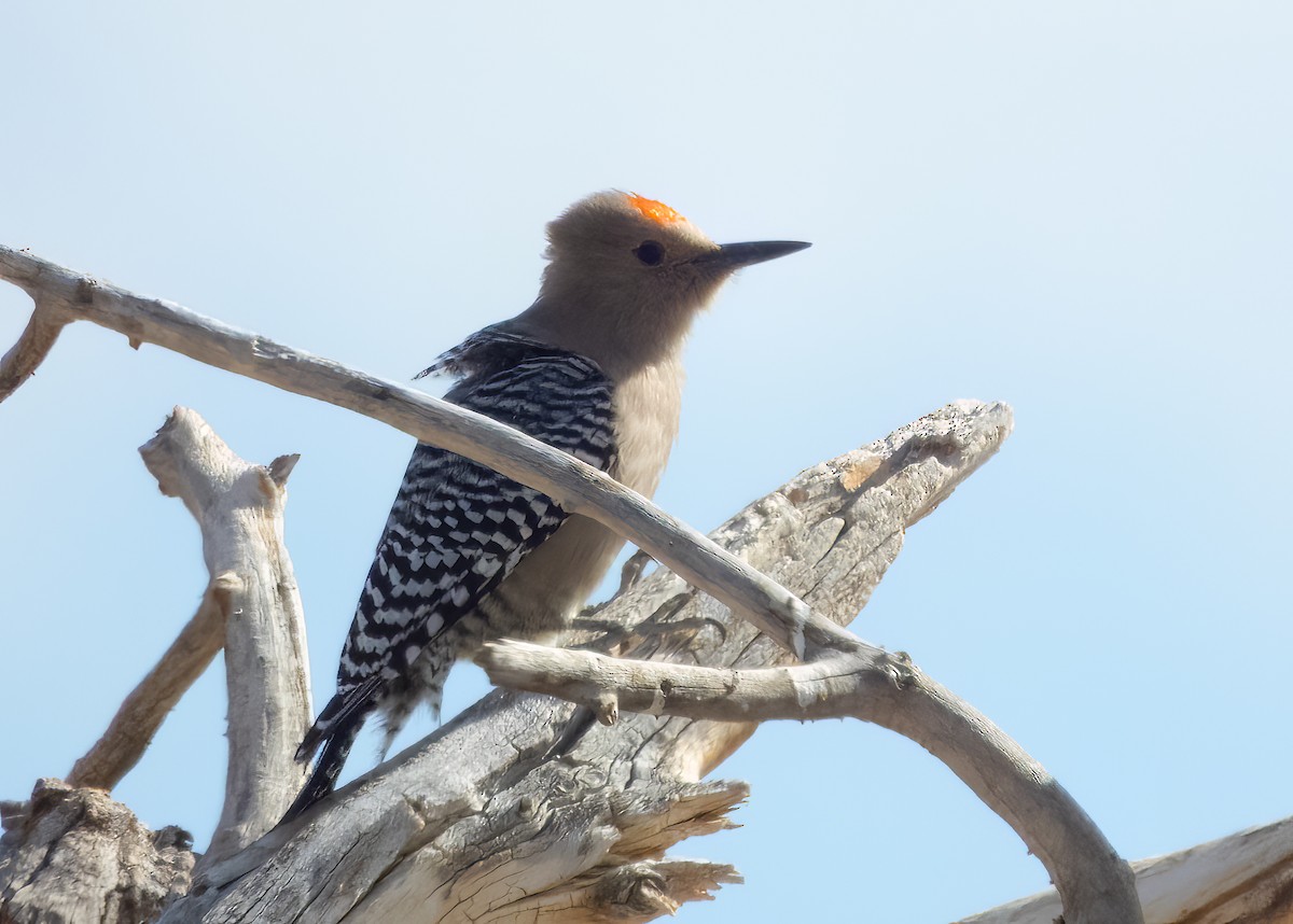 Gila Woodpecker - ML629779230