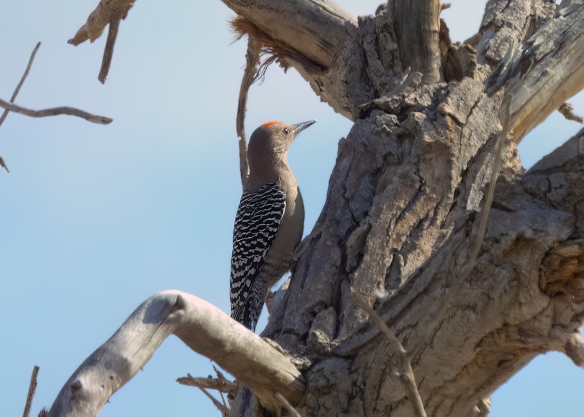 Gila Woodpecker - ML629779231