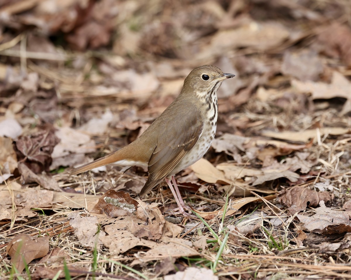 Hermit Thrush - ML629779300