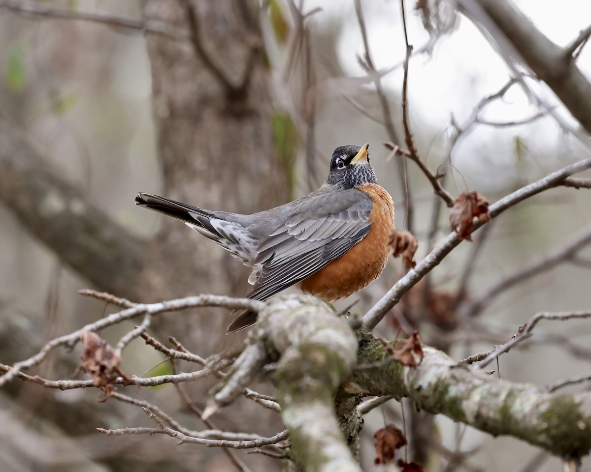 American Robin - ML629779311