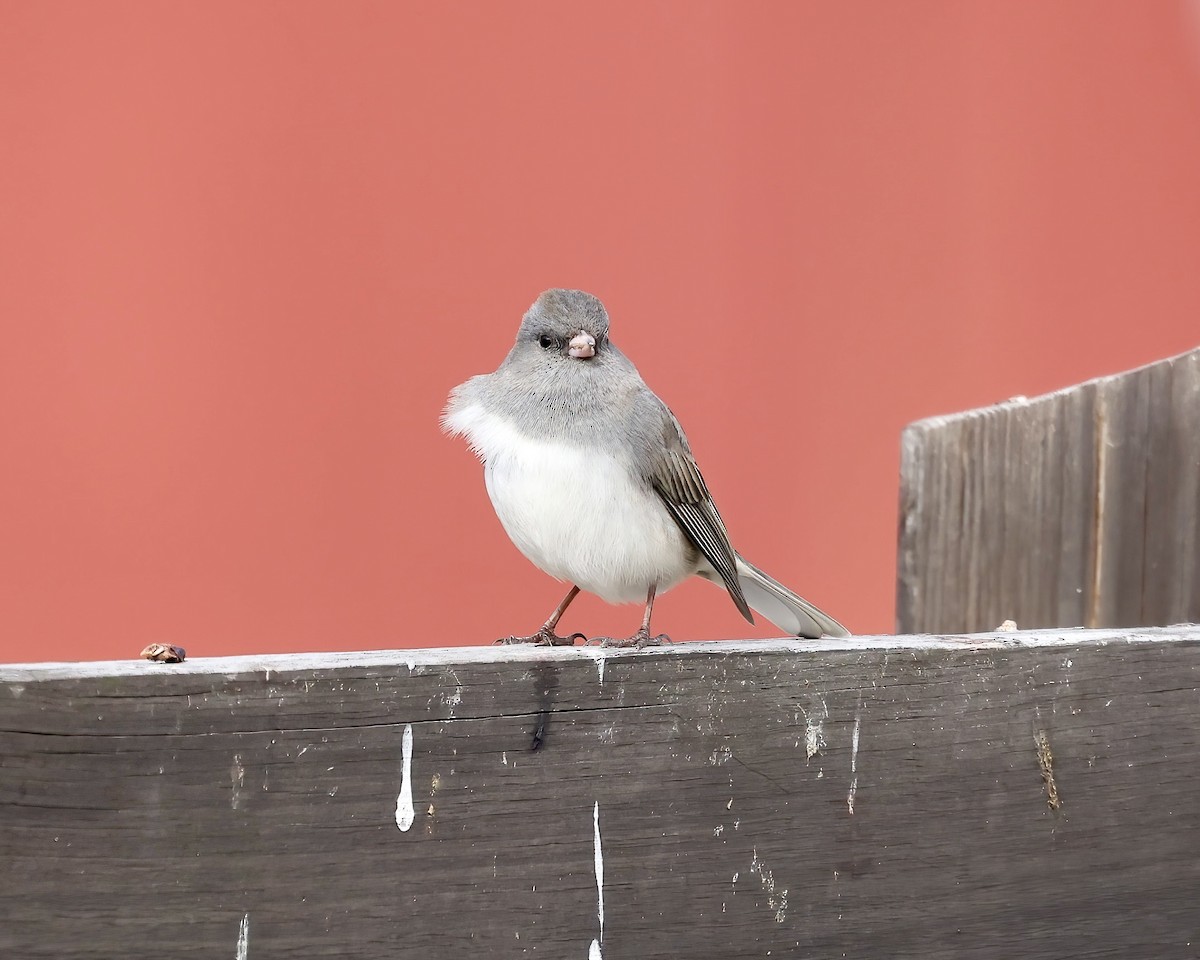 Dark-eyed Junco (Slate-colored) - ML629779315