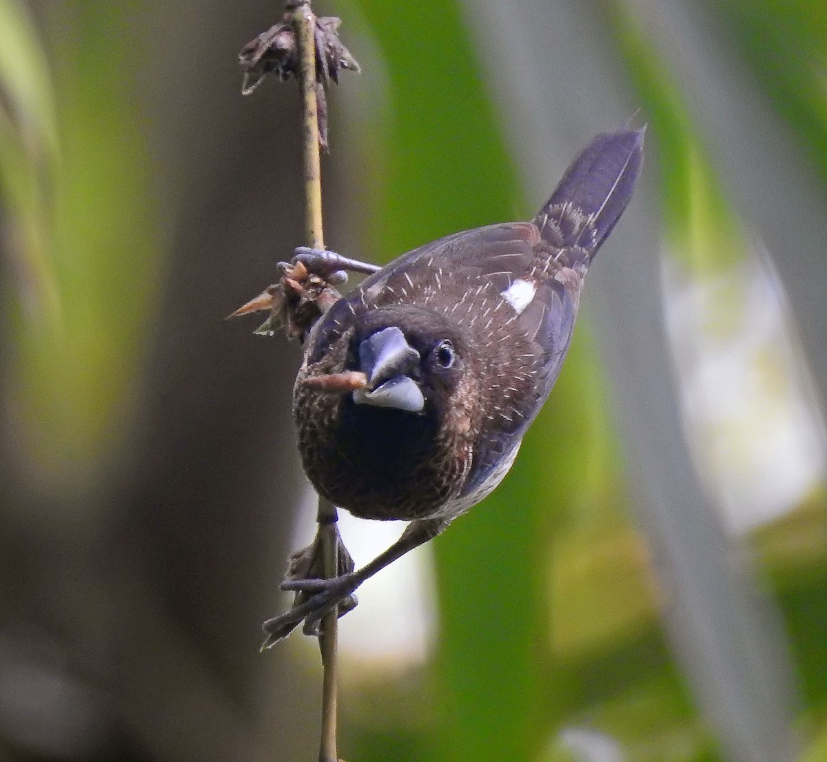 White-rumped Munia - ML629779608